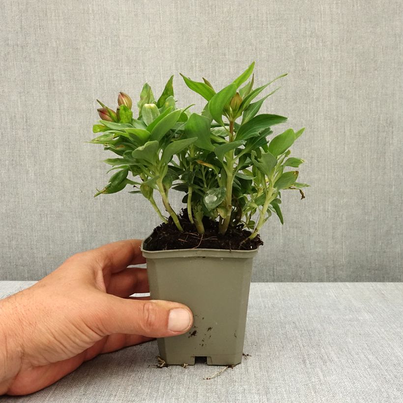 Alstroemeria Pitchounes Lily Rose Maceta de 8/9 cm Ejemplar entregado en la primavera