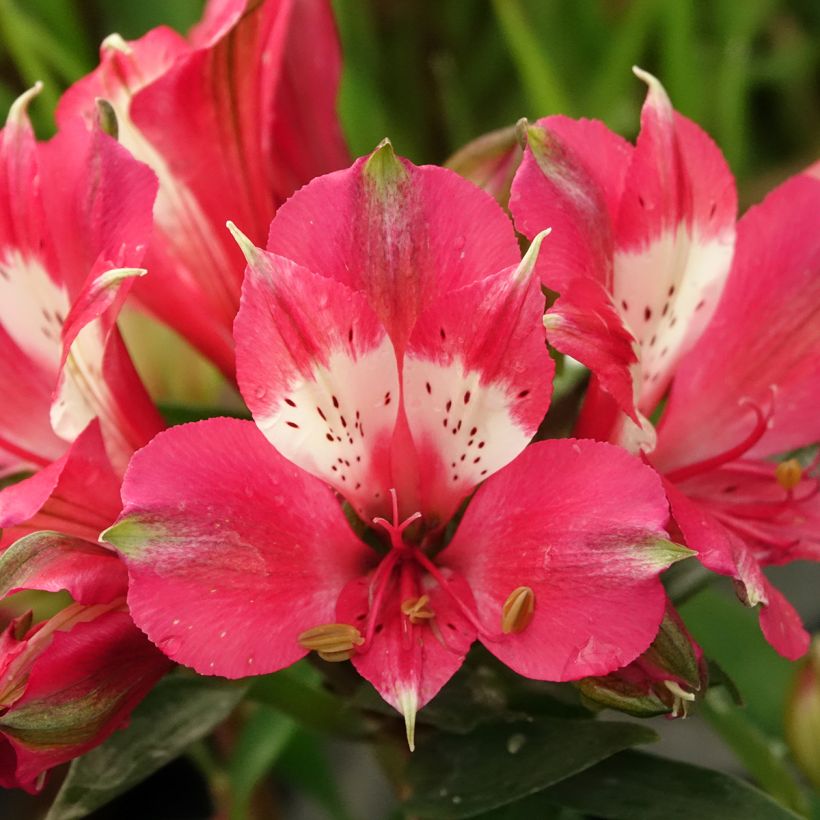 Alstroemeria Pitchounes Lily Rose (Floración)