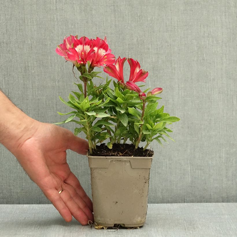 Ejemplar de Alstroemère naine Pitchounes Lily Rose - Lys des Incas Pot de 1L/1,5L entregado en verano