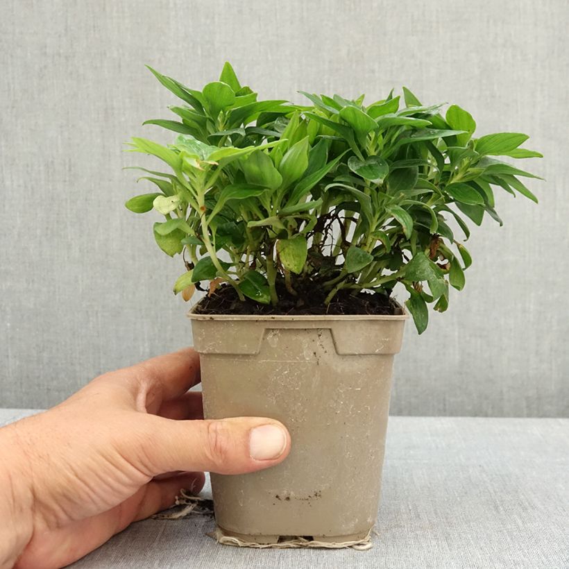 Alstroemeria Pitchounes Lily Rose Maceta 1L/1,5L Ejemplar entregado en la primavera
