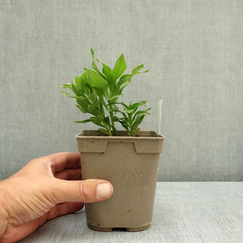 Ejemplar de Alstroemeria Pitchounes Lola Maceta 1L/1,5L entregado en verano