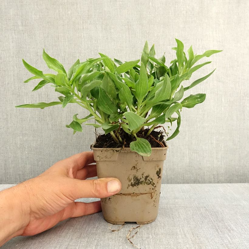 Alstroemeria Pitchounes Lola Maceta 1L/1,5L Ejemplar entregado en la primavera