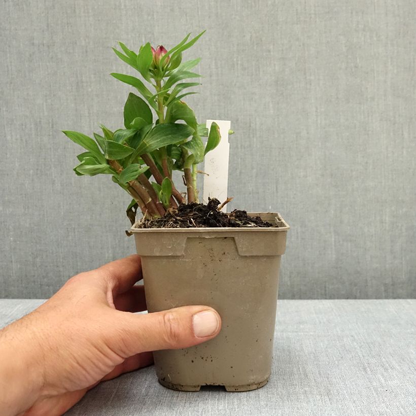 Alstroemeria Pitchounes Lucas Maceta 1L/1,5L Ejemplar entregado en la primavera