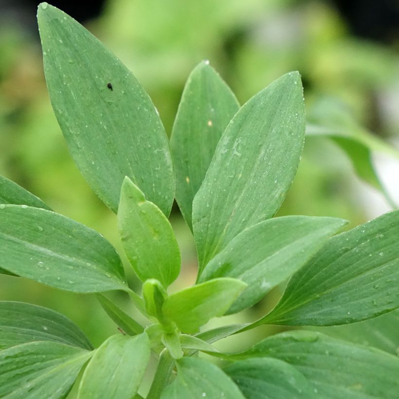 Alstroemeria Pitchounes Noah (Follaje)