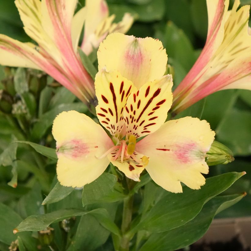 Alstroemeria Pitchounes Noah (Floración)