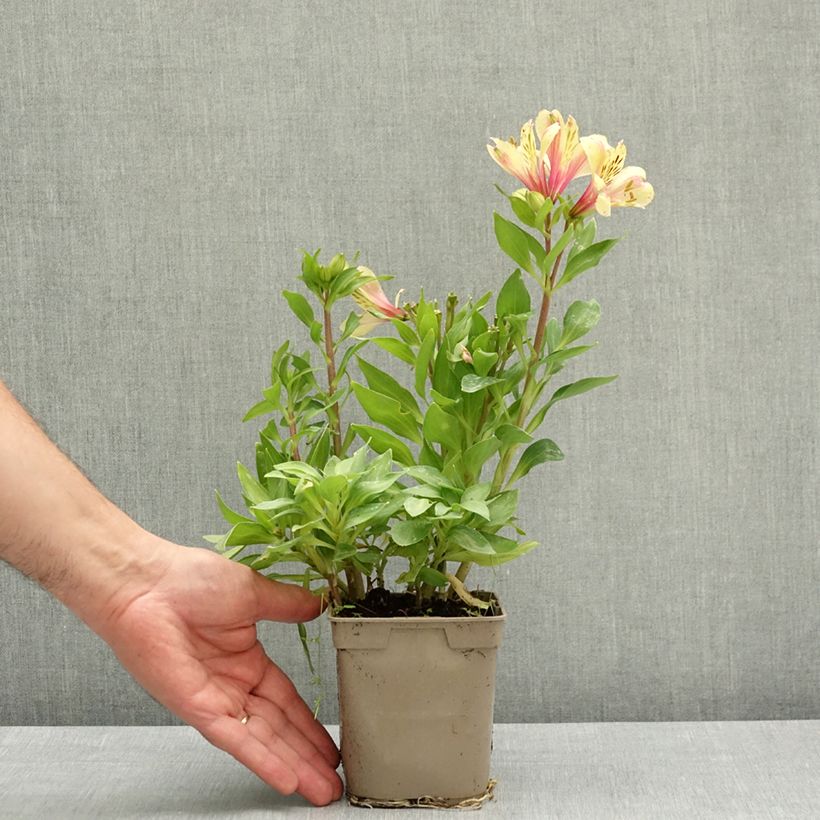 Alstroemeria Pitchounes Noah Maceta 1L/1,5L Ejemplar entregado en la primavera