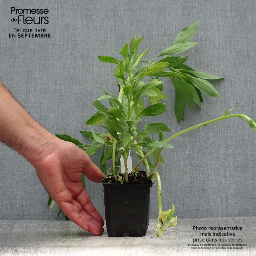 Ejemplar de Alstroemeria Pitchounes Oceane Maceta de 8/9 cm entregado en otoño