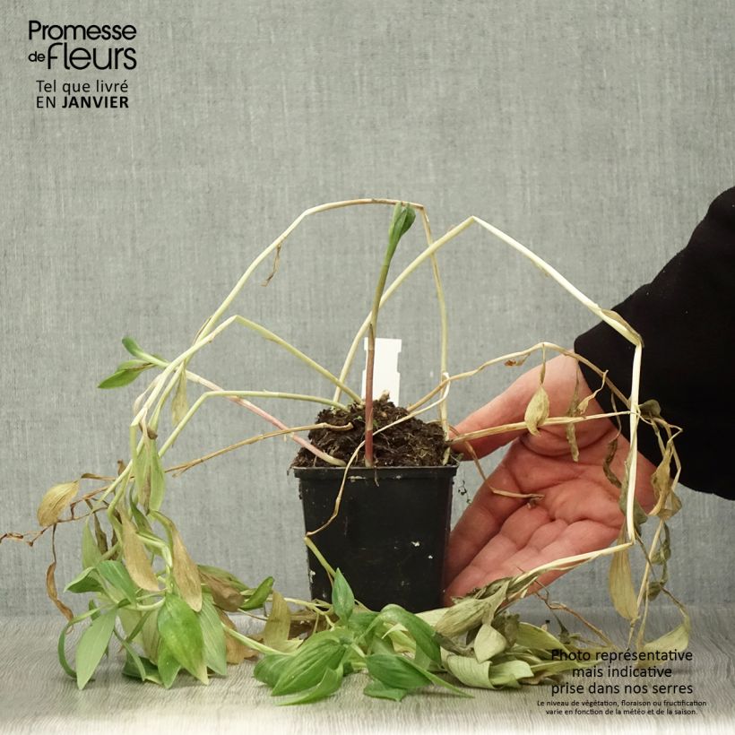 Alstroemeria Pitchounes Oceane Maceta de 8/9 cm Ejemplar entregado en invierno