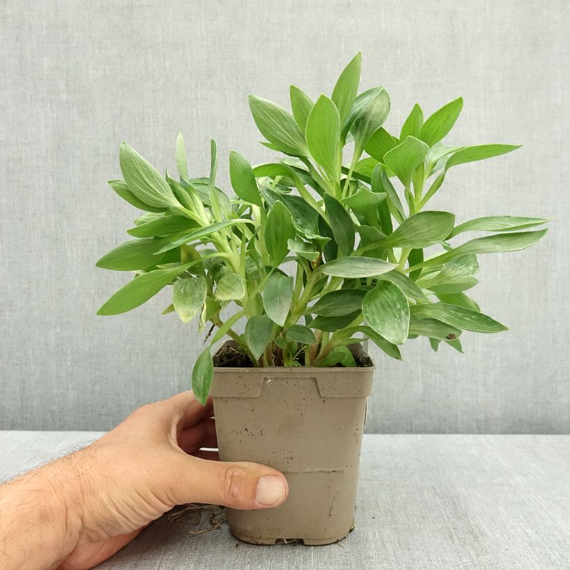 Ejemplar de Alstroemeria Pitchounes Oceane Maceta 1L/1,5L entregado en verano