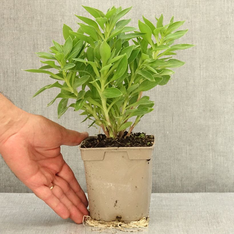 Ejemplar de Alstroemeria Pitchounes Rosie Maceta 1L/1,5L entregado en verano