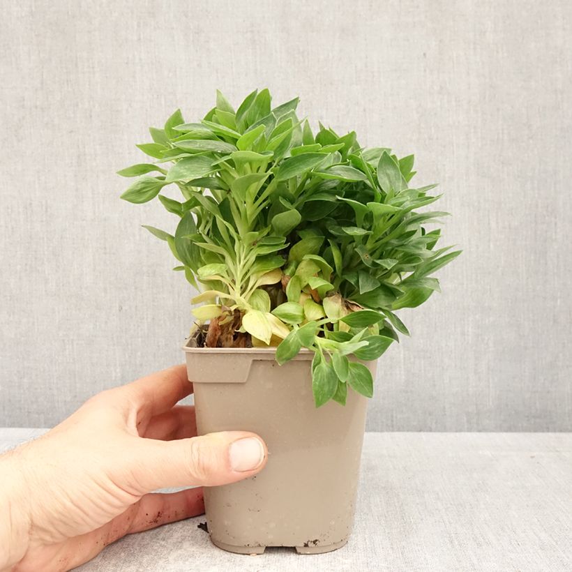 Alstroemeria Pitchounes Rosie Maceta 1L/1,5L Ejemplar entregado en la primavera