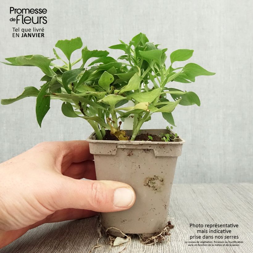 Alstroemeria Pitchounes Stella Maceta de 8/9 cm Ejemplar entregado en invierno