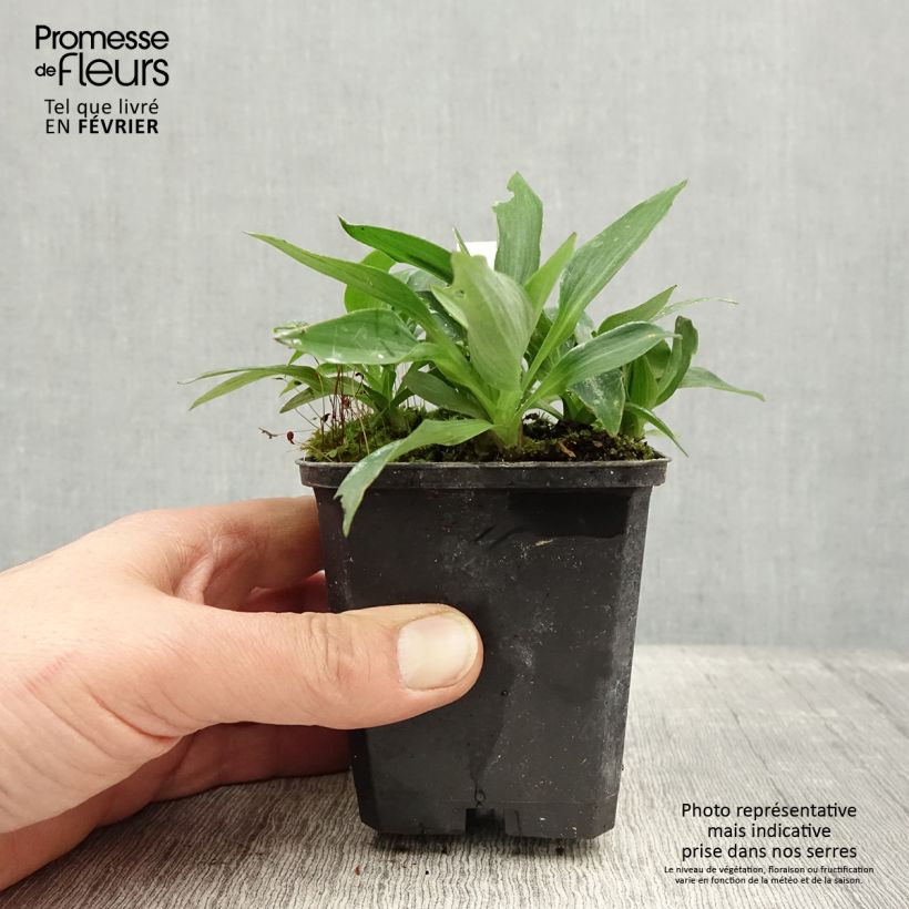 Alstroemeria Pitchounes Timoté Maceta de 8/9 cm Ejemplar entregado en invierno