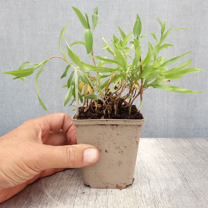 Ejemplar de Alstroemeria aurantiaca Orange King Maceta de 8/9 cm entregado en verano