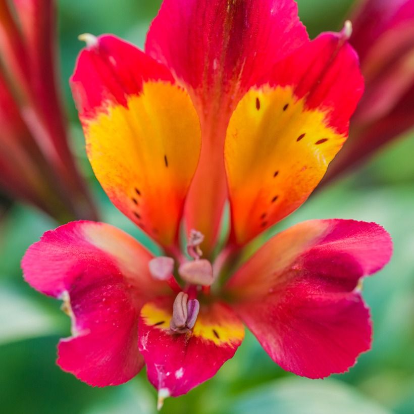 Alstroemeria Inca Pulse (Floración)
