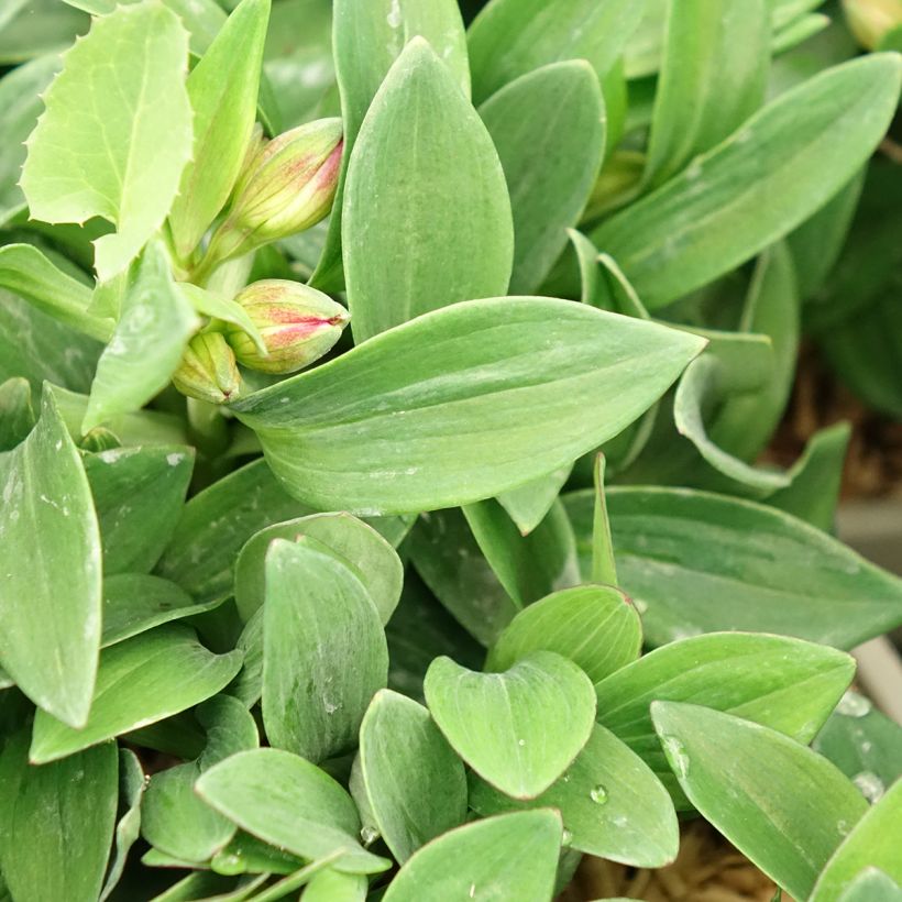 Alstroemeria Incalys Cherry (Follaje)