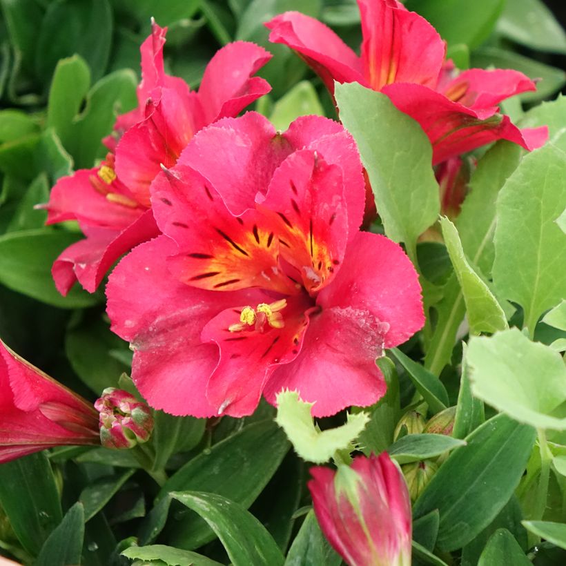 Alstroemeria Incalys Cherry (Floración)
