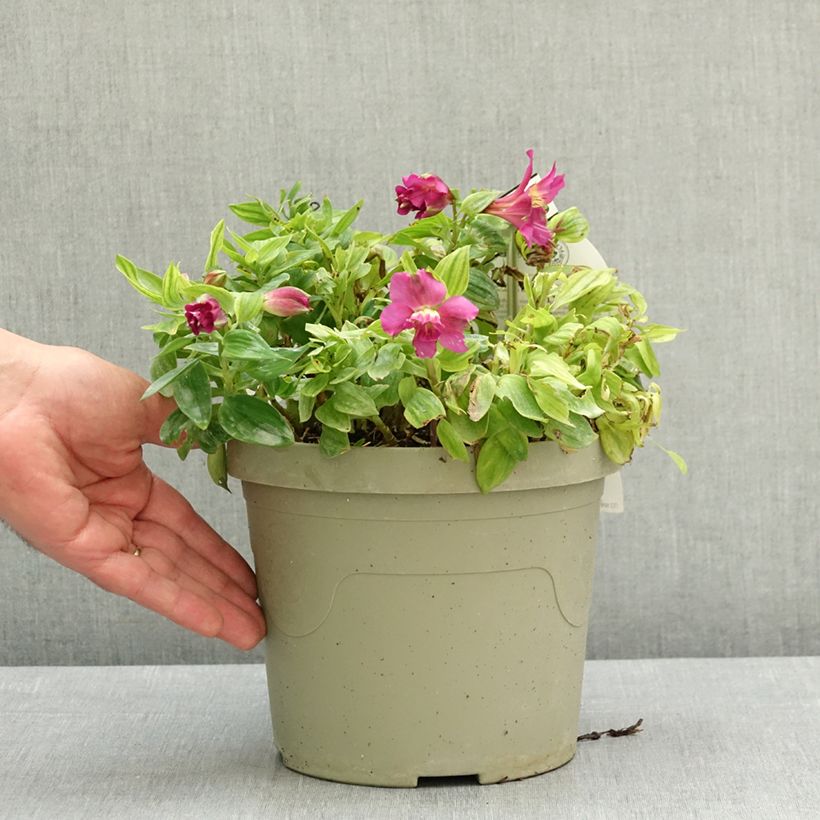 Alstroemeria Incalys Purple Maceta 3L/4L Ejemplar entregado en la primavera