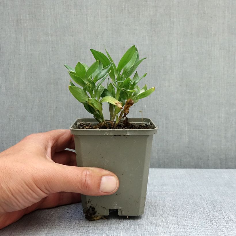 Alstroemeria Incalys Salmon Maceta de 8/9 cm Ejemplar entregado en la primavera