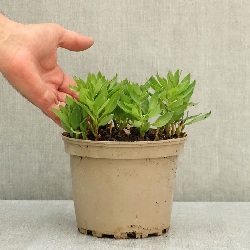 Ejemplar de Alstroemeria Incalys Salmon Maceta 3L/4L entregado en verano