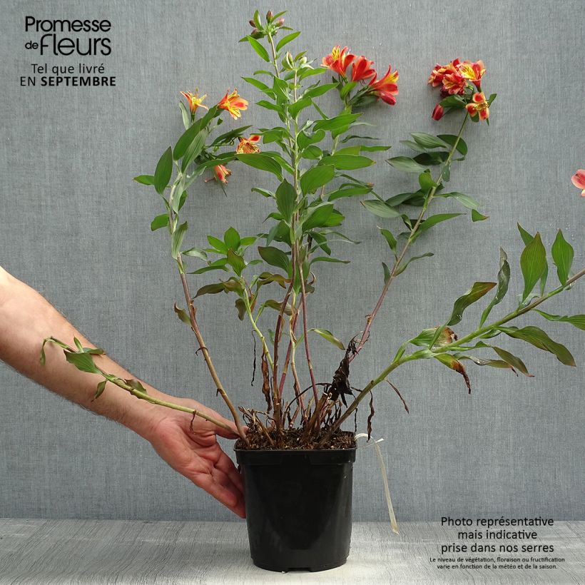 Ejemplar de Alstroemeria Indian Summer Maceta 2L/3L entregado en otoño