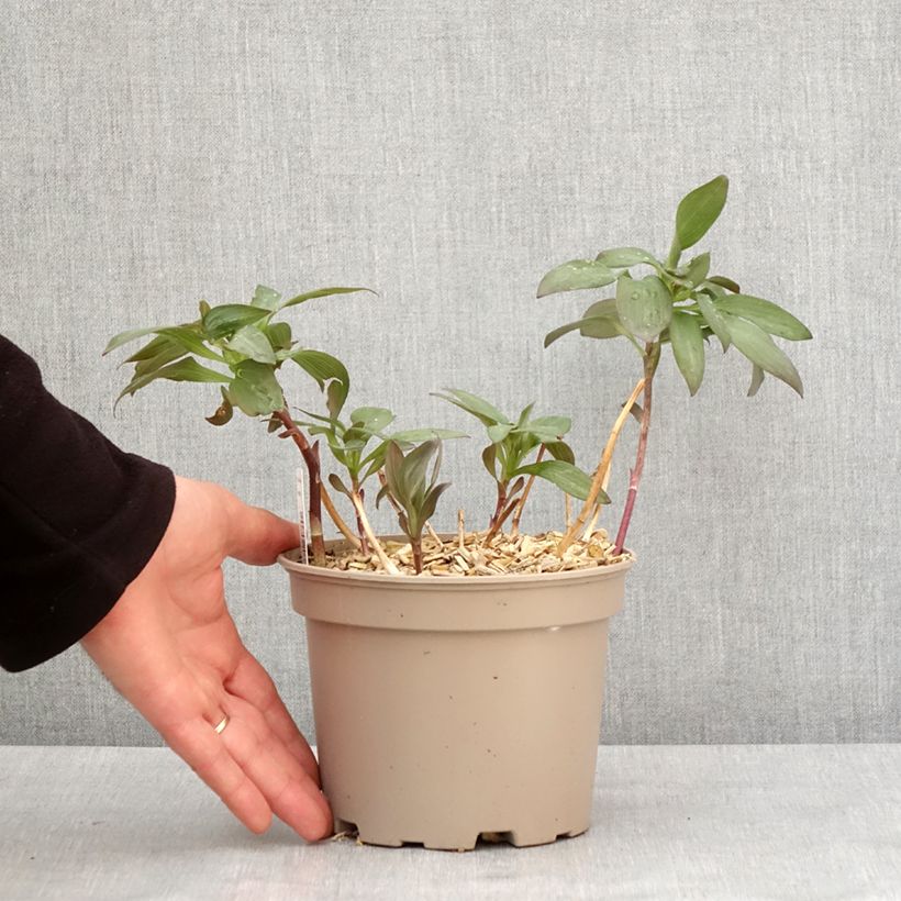 Alstroemeria Indian Summer Maceta 2L/3L Ejemplar entregado en invierno