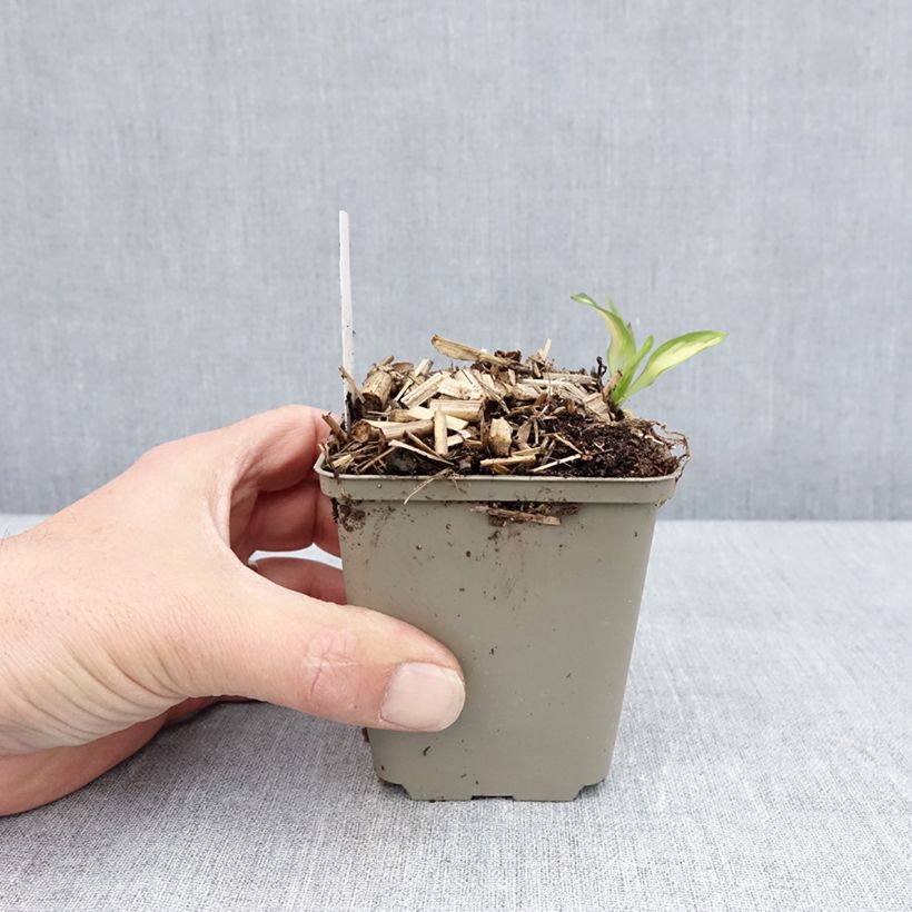 Alstroemeria Rock'n roll Maceta de 8/9 cm Ejemplar entregado en la primavera