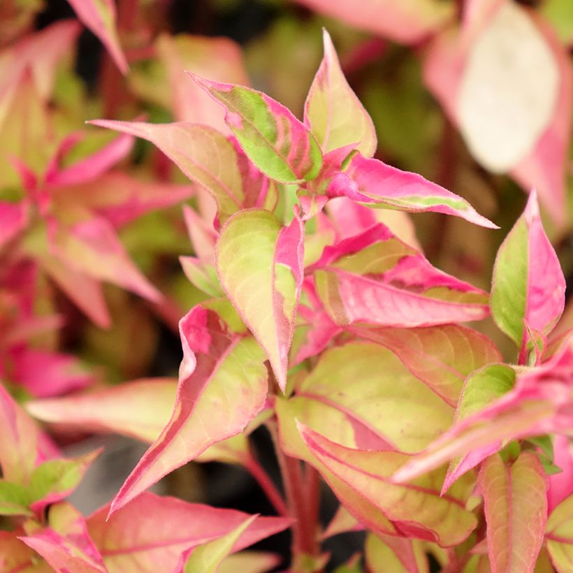 Alternanthera ficoidea Party Time (Follaje)