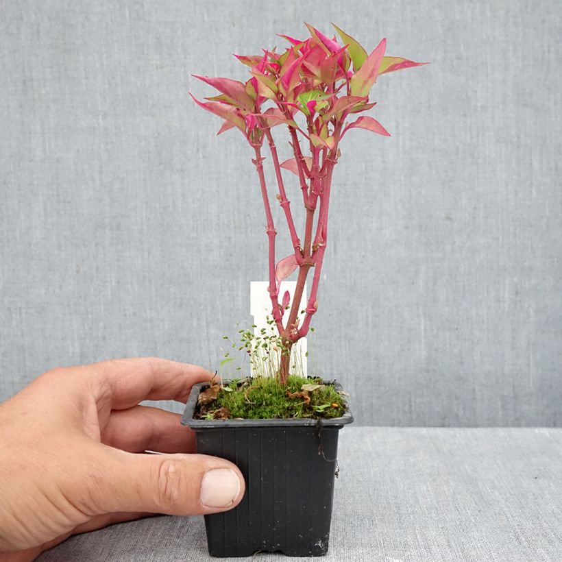 Ejemplar de Alternanthera ficoidea Party Time Maceta de 8/9 cm entregado en otoño