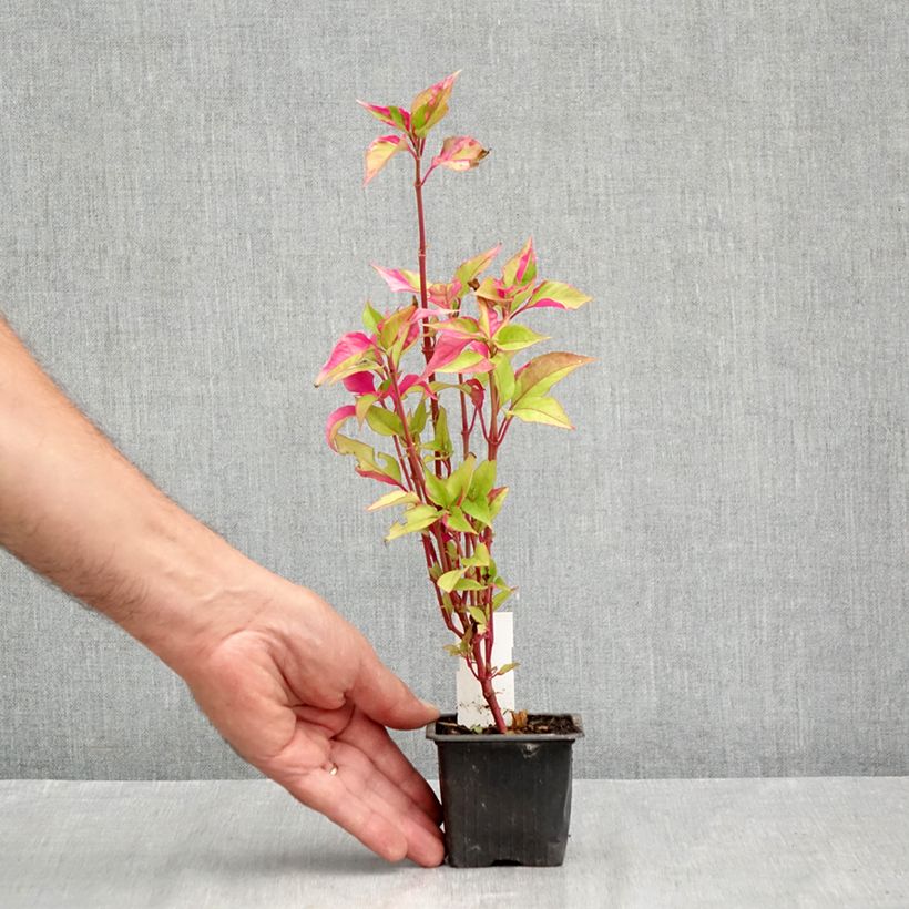 Ejemplar de Alternanthera ficoidea Party Time Maceta de 8/9 cm entregado en verano