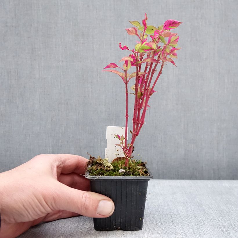 Alternanthera ficoidea Party Time Maceta de 8/9 cm Ejemplar entregado en invierno