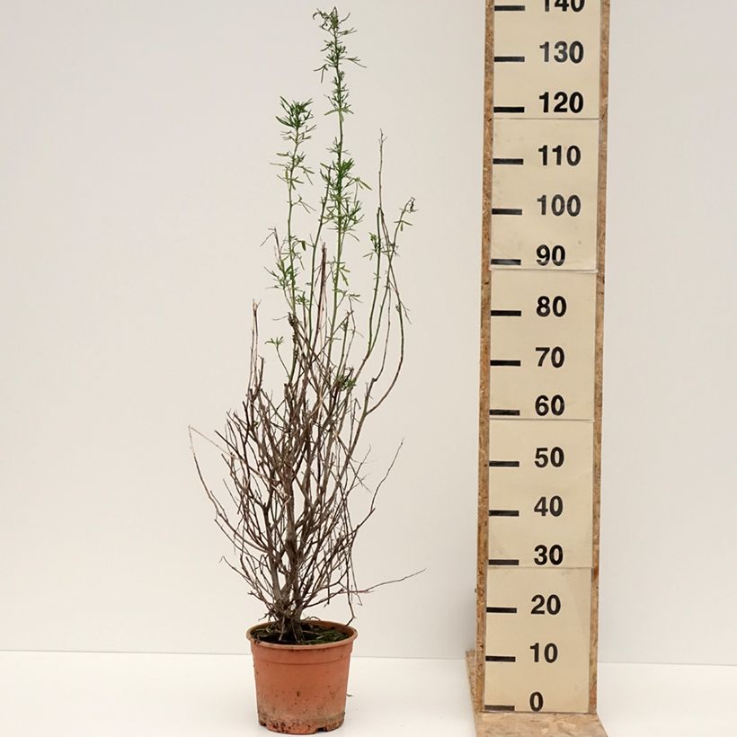 Alyogyne cuneiformis Maceta 3L/4L Ejemplar entregado en invierno