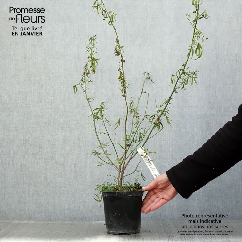 Alyogyne Delightfully Maceta 4L/5L Ejemplar entregado en invierno