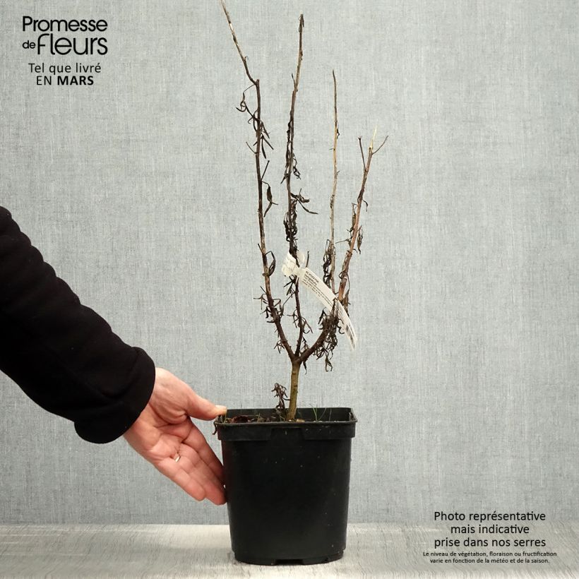 Alyogyne Delightfully Maceta 4L/5L Ejemplar entregado en la primavera