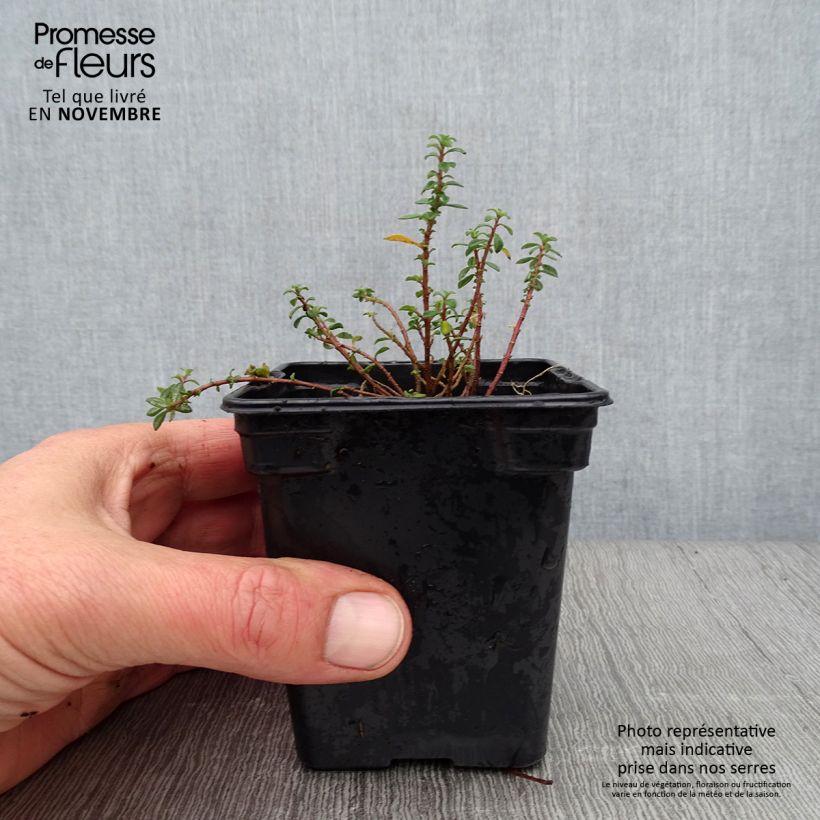 Ejemplar de Alyssum argenteum - Broqueletes Maceta de 7/8 cm entregado en otoño