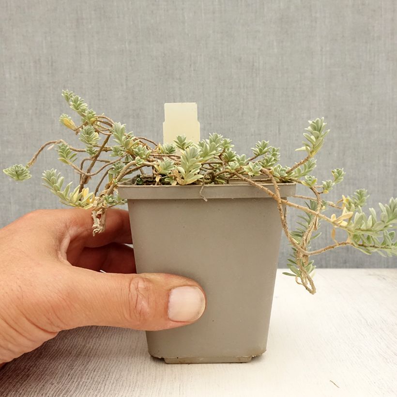 Ejemplar de Alyssum montanum Berggold - Corbeille d'Or Godet de 8/9 cm entregado en verano