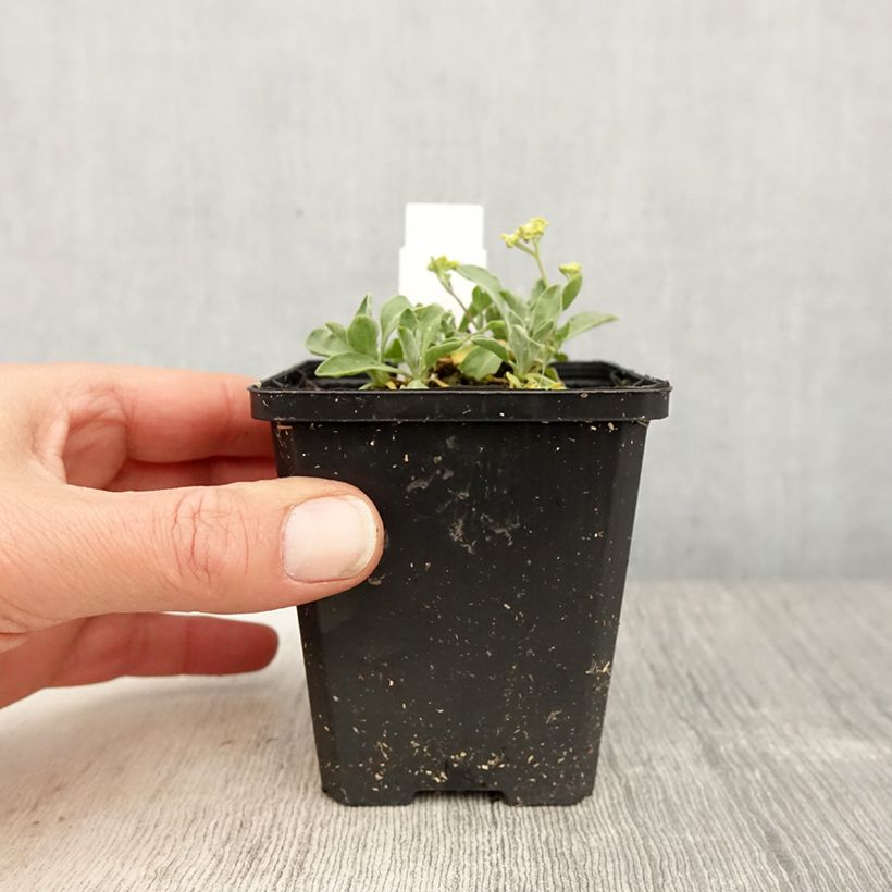 Alyssum saxatilis Compactum - Canastillo Maceta de 8/9 cm Ejemplar entregado en la primavera