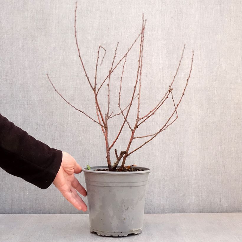 Ciruelo de flor Multiplex - Prunus triloba Maceta 4L/5L Ejemplar entregado en la primavera