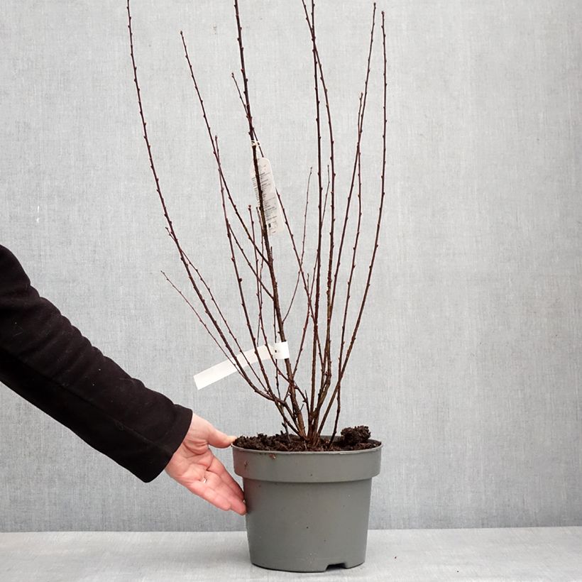 Ciruelo de flor Rosenmund - Prunus triloba Maceta 4L/5L Ejemplar entregado en invierno
