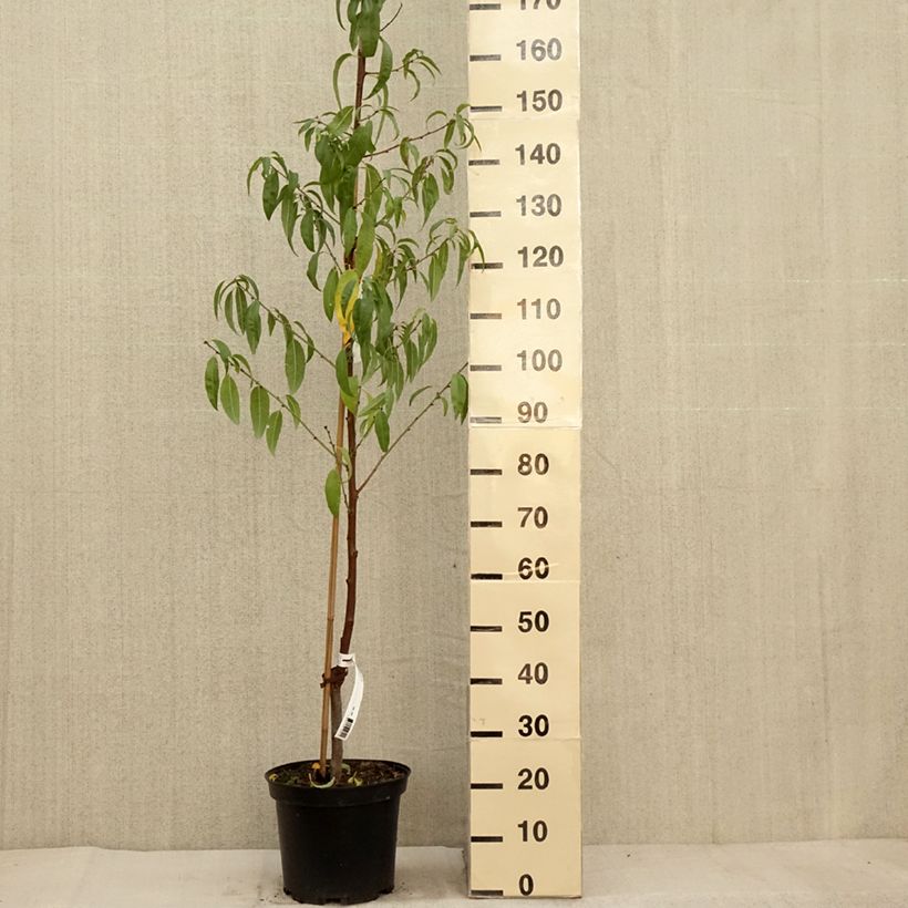 Ejemplar de Almendro - Prunus dulcis Maceta 4L/5L, Formación arbustiva entregado en otoño