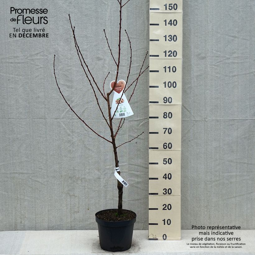 Almendro - Prunus dulcis Maceta 4L/5L, Formación arbustiva Ejemplar entregado en invierno