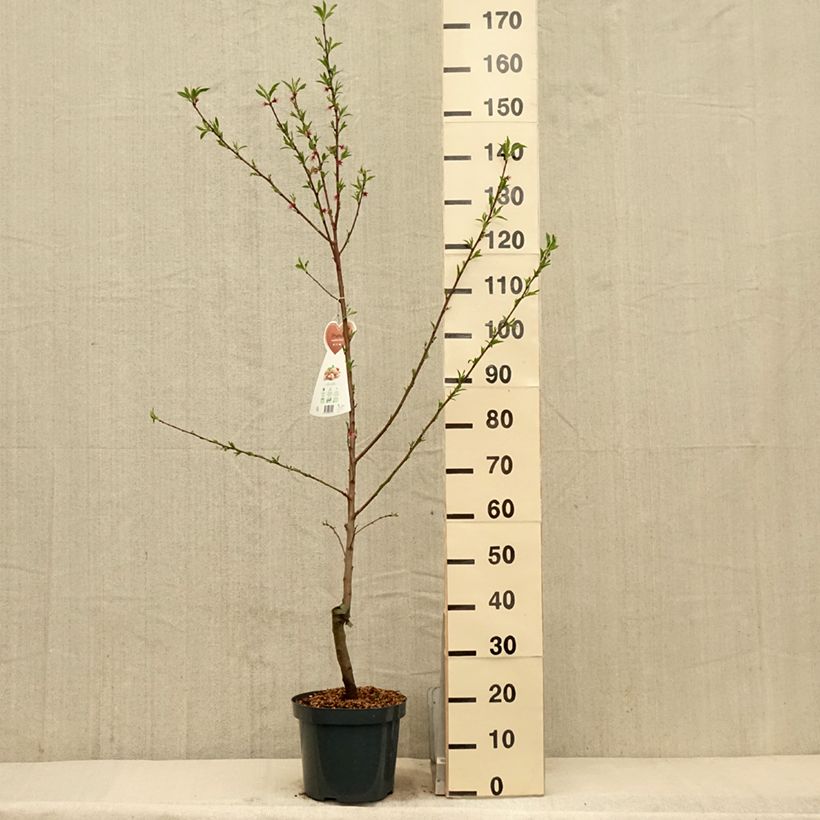 Almendro - Prunus dulcis Maceta 4L/5L, Formación arbustiva Ejemplar entregado en la primavera