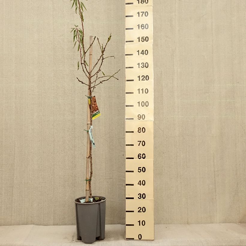 Ejemplar de Almendro - Prunus dulcis Maceta 7,5L/10L, Medio tallo entregado en otoño