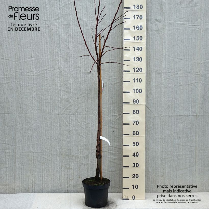 Almendro - Prunus dulcis Maceta 7,5L/10L, Medio tallo Ejemplar entregado en invierno