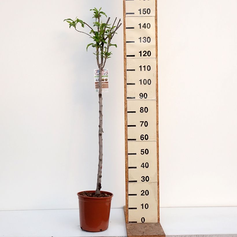 Almendro Lauranne Maceta 7,5L/10L, Medio tallo Ejemplar entregado en invierno