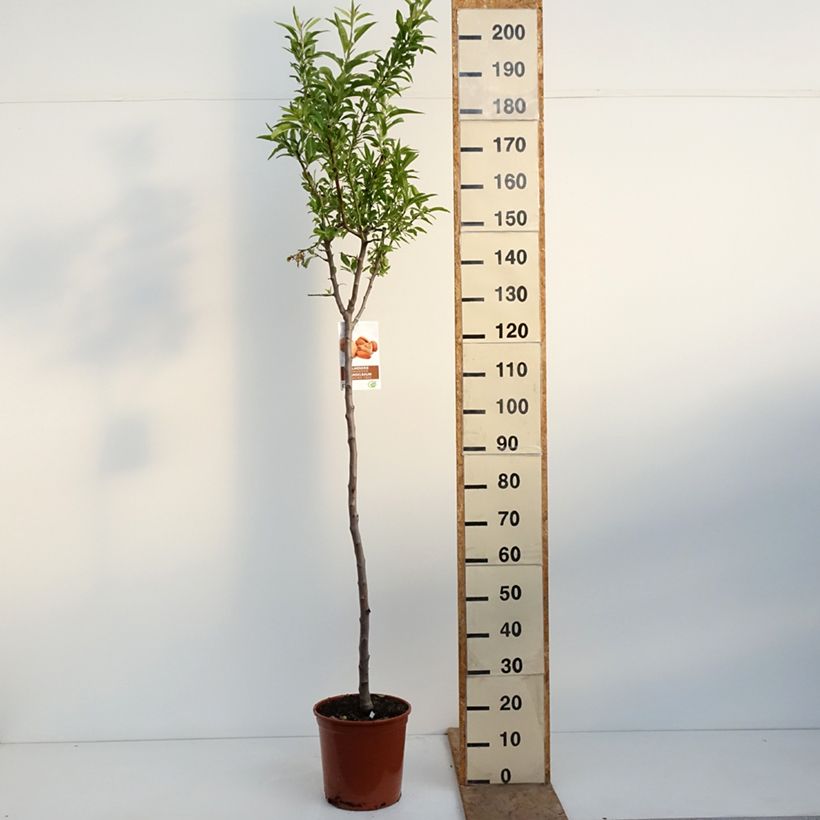 Almendro Lauranne Maceta 7,5L/10L, Medio tallo Ejemplar entregado en la primavera