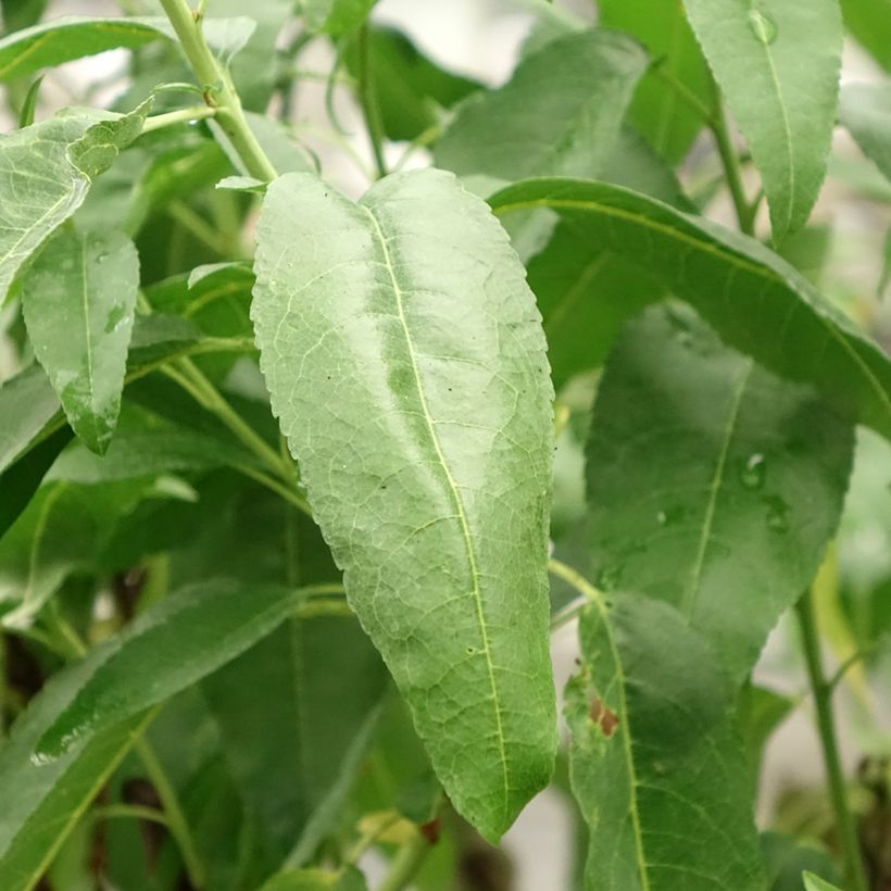 Almendro Marcona (Follaje)