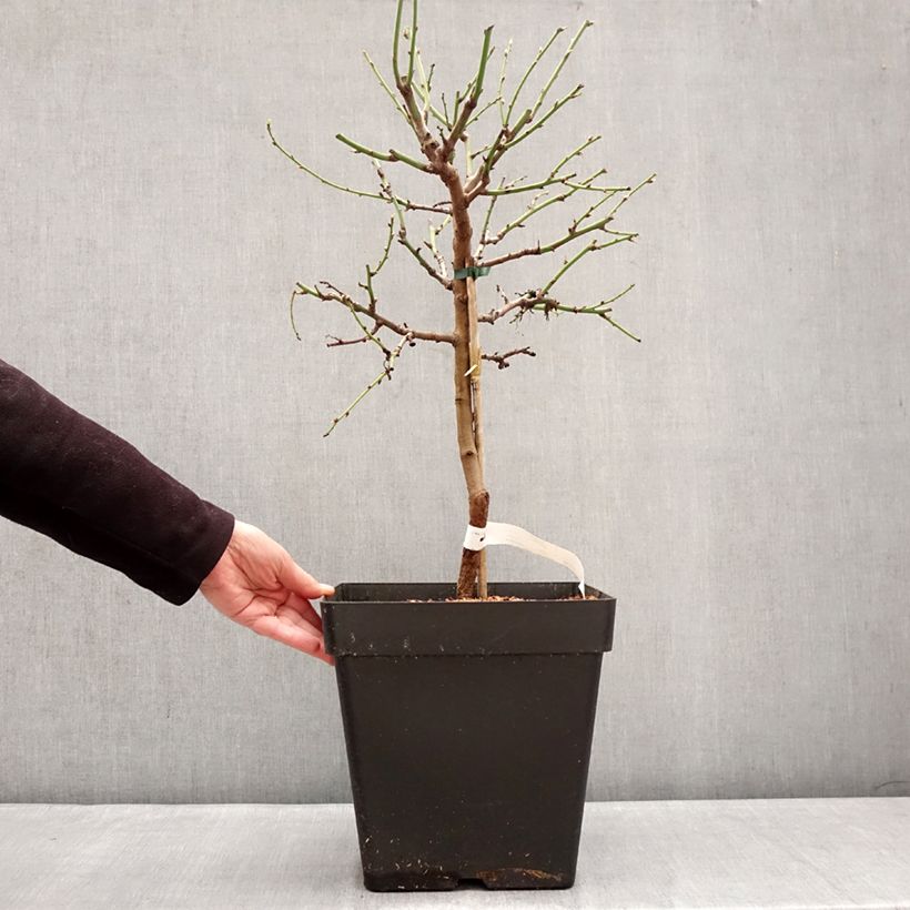 Almendro enano Fruit me Almond me Maceta 12L/15L, Enano Ejemplar entregado en invierno