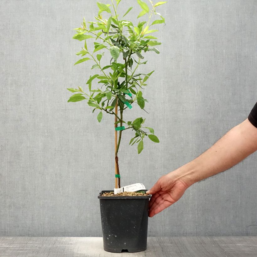 Almendro enano Fruit me Almond me Maceta 4L/5L, Enano Ejemplar entregado en la primavera