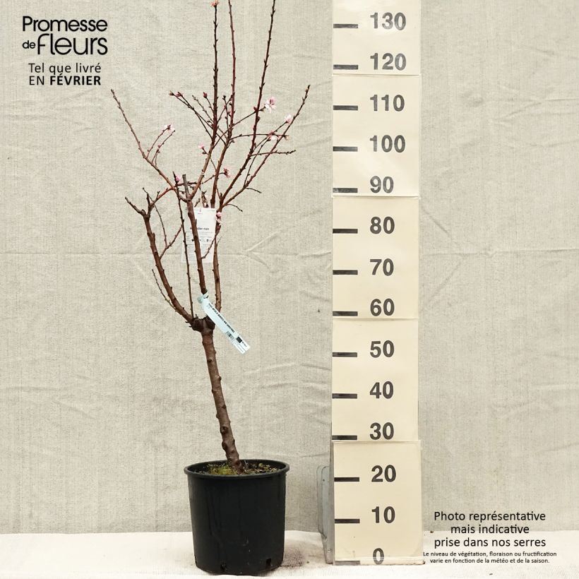 Almendro enano Garden Prince Maceta 6L/7L, Enano Ejemplar entregado en invierno